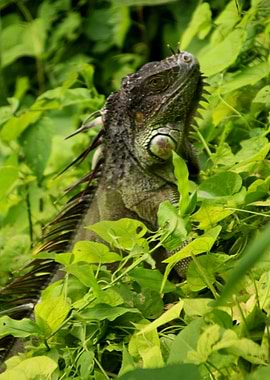 Guatemalan Black Iguana