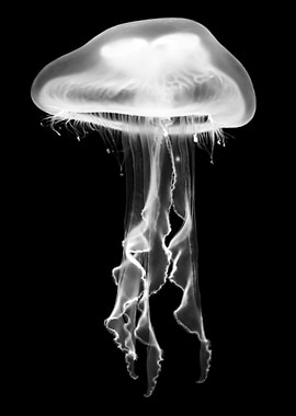 Black and White Jellyfish