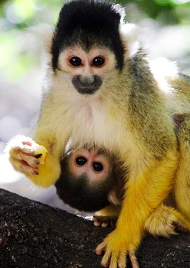 Capuchin Mum and Baby II