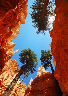Bryce Canyon Giants