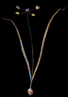 Stained Glass Amaryllis