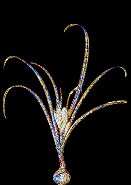 Stained Glass Crocus Plant