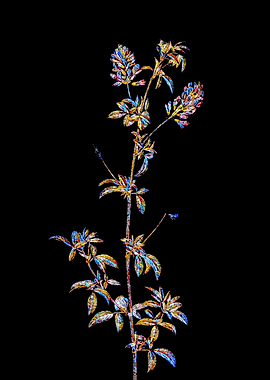 Rainbow Mosaic Flower Art