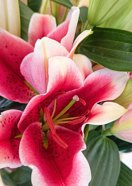 red lily for holidays