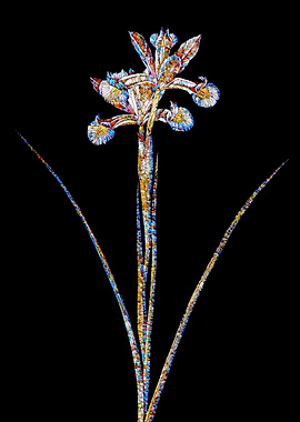 Stained Glass Iris on Noir