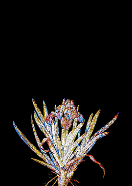 Stained Glass Iris on Noir