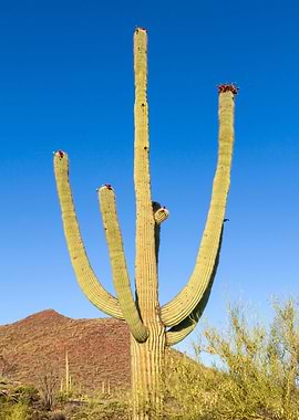Giant Saguaro