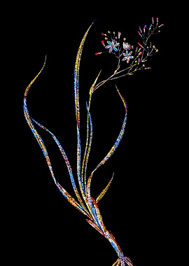 Stained Glass Botanical