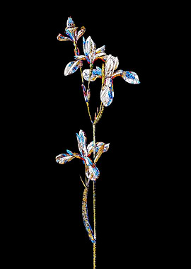 Stained Glass Iris on Noir