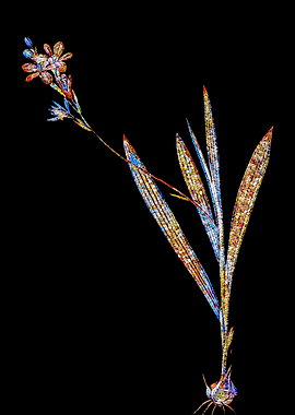 Prismatic Mosaic Gladiolus
