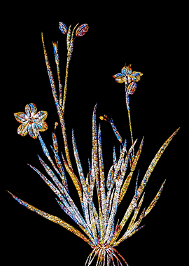 Prismatic Mosaic Botanical