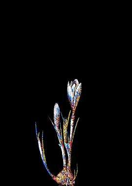 Prismatic Mosaic Crocus