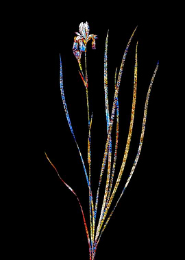 Stained Glass Iris on Noir