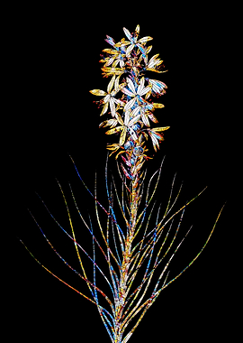 Prismatic Mosaic Botanical