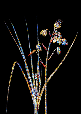 Stained Glass Lily Flower