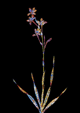 Prismatic Mosaic Lily