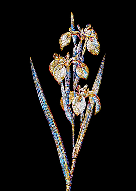 Stained Glass Iris on Noir