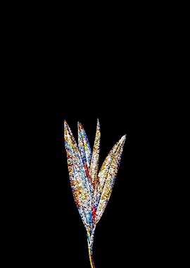 Stained Glass Crocus Plant