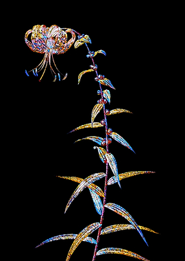 Prismatic Mosaic Lily