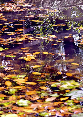 autumn reflection on lake