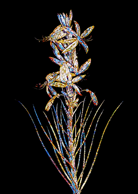 Stained Glass Botanical