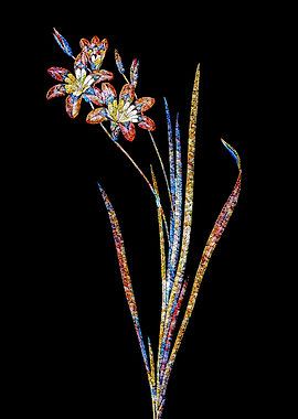 Stained Glass Ixia Flower