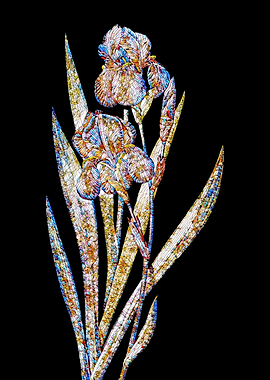 Stained Glass Iris Flower
