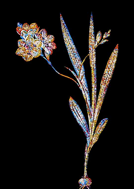 Stained Glass Ixia Flower