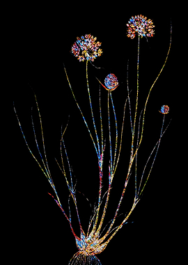 Stained Glass Amaryllis