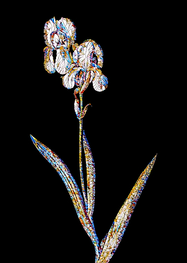 Stained Glass Iris on Noir