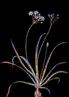 Stained Glass Amaryllis