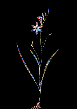 Stained Glass Ixia Flower