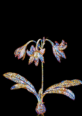 Stained Glass Amaryllis