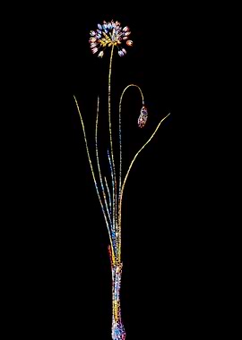Stained Glass Botanical