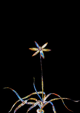 Stained Glass Botanical