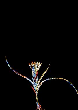 Stained Glass Ixia Flower