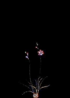 Stained Glass Ixia Flower