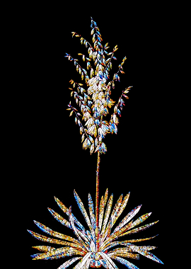 Stained Glass Botanical