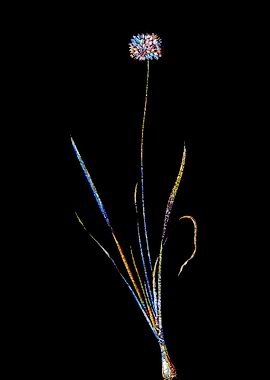 Stained Glass Amaryllis