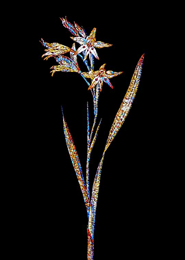 Prismatic Mosaic Gladiolus