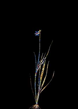 Stained Glass Botanical