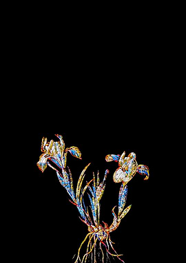 Stained Glass Iris on Noir