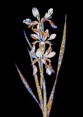 Stained Glass Iris Flower