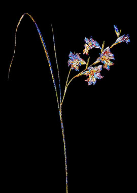Prismatic Mosaic Gladiolus