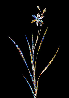 Stained Glass Ixia Flower