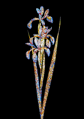Stained Glass Iris on Noir
