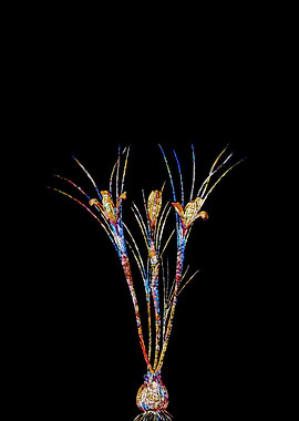 Prismatic Mosaic Crocus