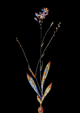 Prismatic Mosaic Gladiolus