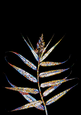 Stained Glass Botanical