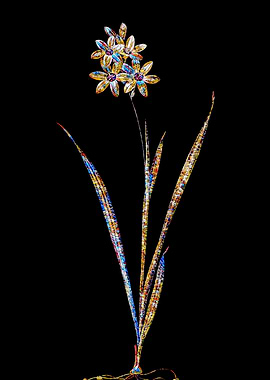 Stained Glass Ixia Flower